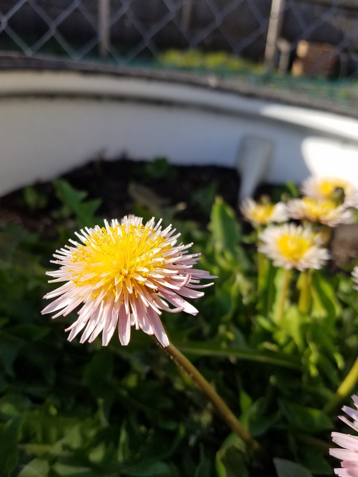 Pink Dandelion Seeds RARE 10 Organic Seeds *FREE SHIPPING*