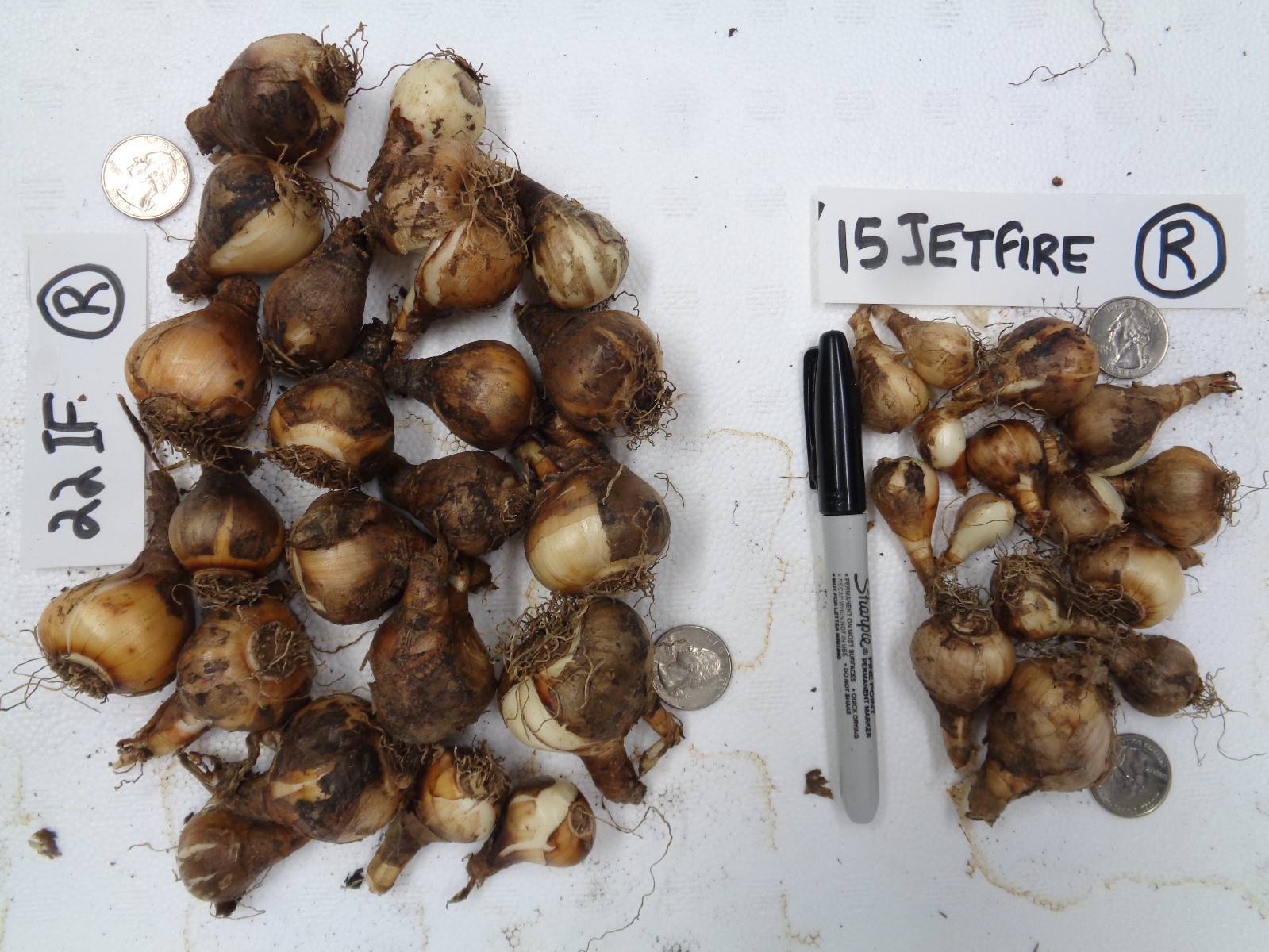 37 DAFFODIL BULBS JETFIRE (miniature) ICE FOLLIES Narcissus FromMyGarden*READ*