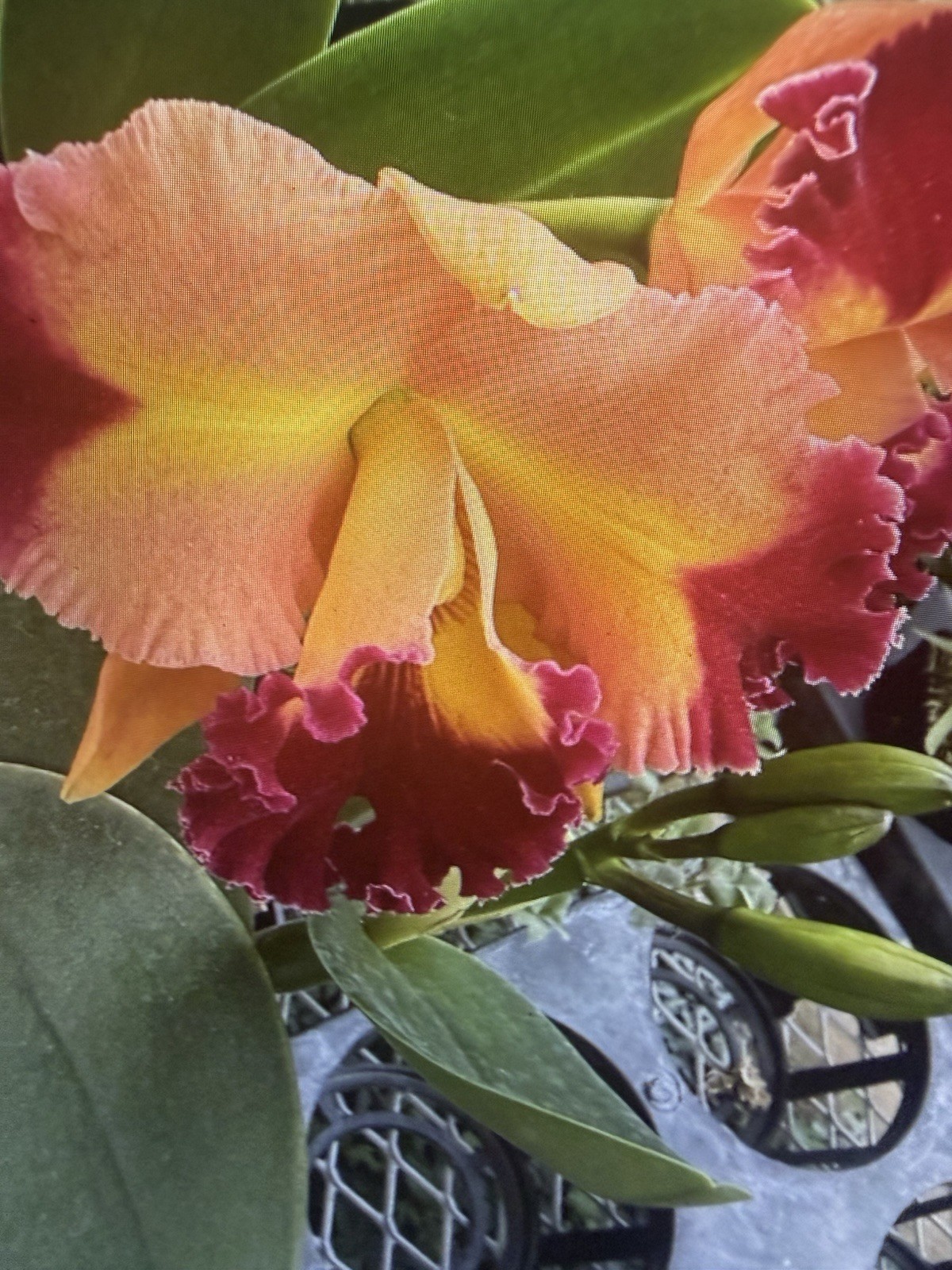 ORCHID Plant Cattleya 2 short bare root stems