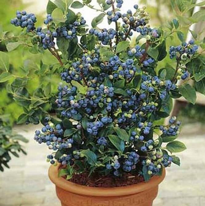 Dwarf Bonsai Blueberry 20 Seeds Non-GMO ORGANIC berries edible berry seed pack