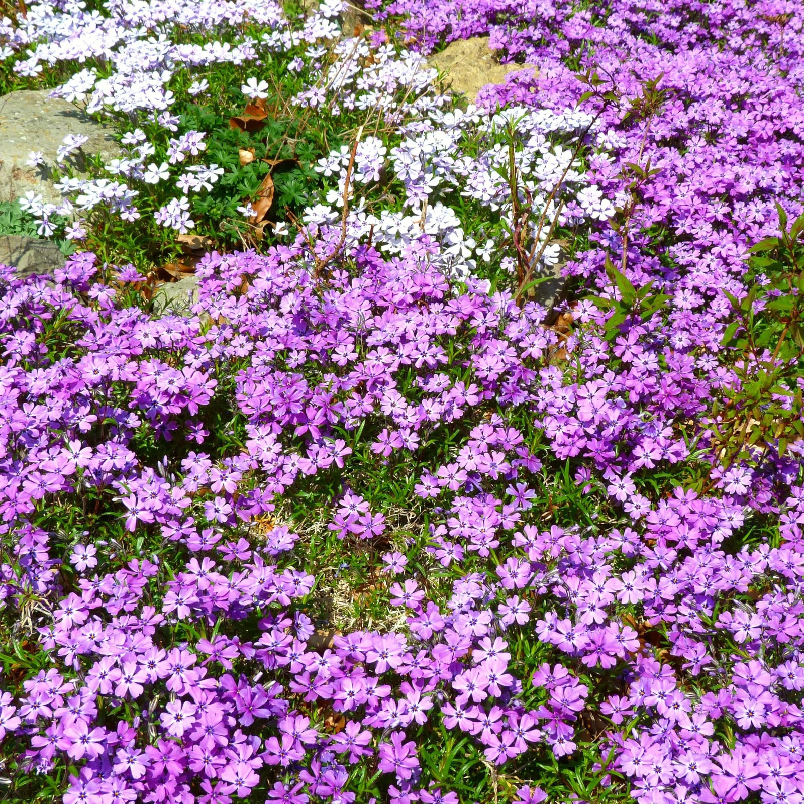 CarpetC 1000+ Creeping Phlox Seeds for Planting, Ground Cover Purple