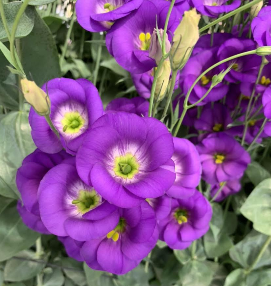 Lisianthus Live Plant, Healthy Starter, Mother’s Day Edition