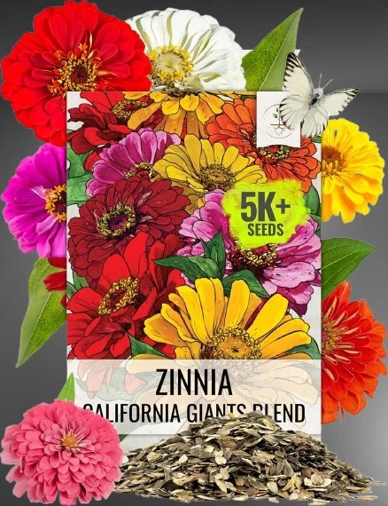 Zinnia Seeds California Giants 5000+ Heirloom Zinnia elegans Bulk Mix Multicolor