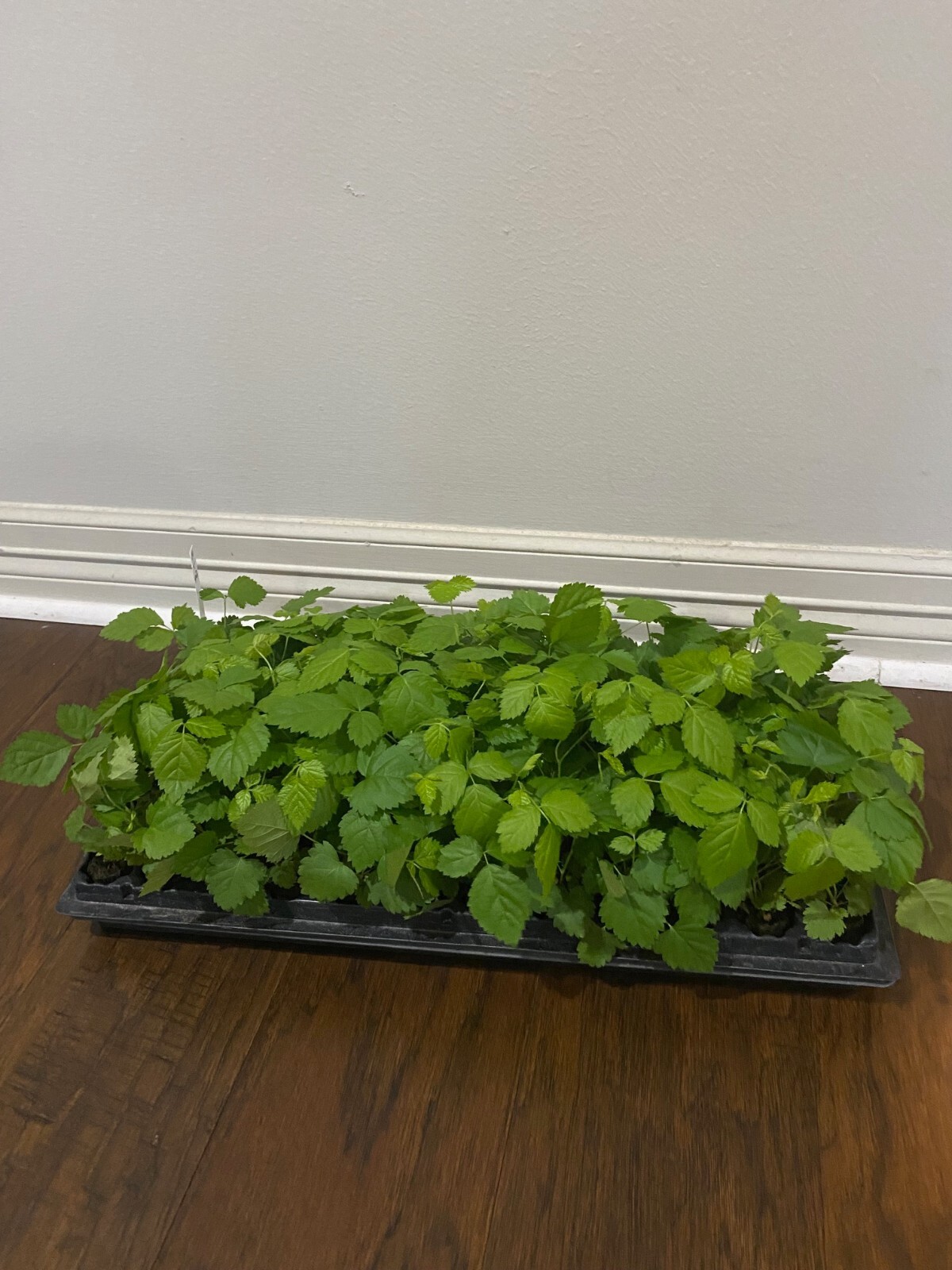 Boysenberry (Rubus ursinus) – Floricane – 1 TC Plant/Plug – 3-6 in – Edible!