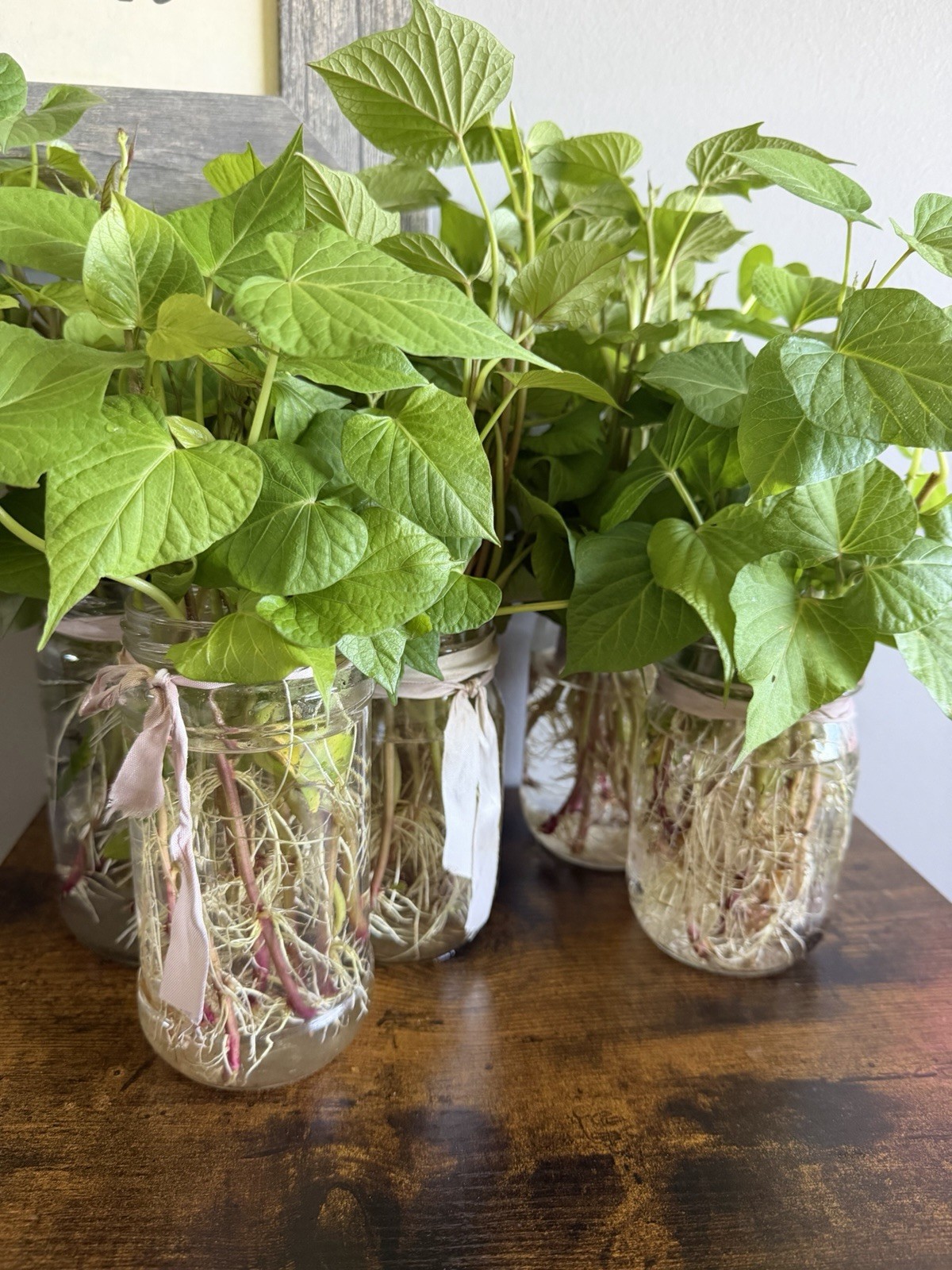 6 Sweet Potato Slips Plants – All Purple – Vining Type- Non GMO & Chemical Free