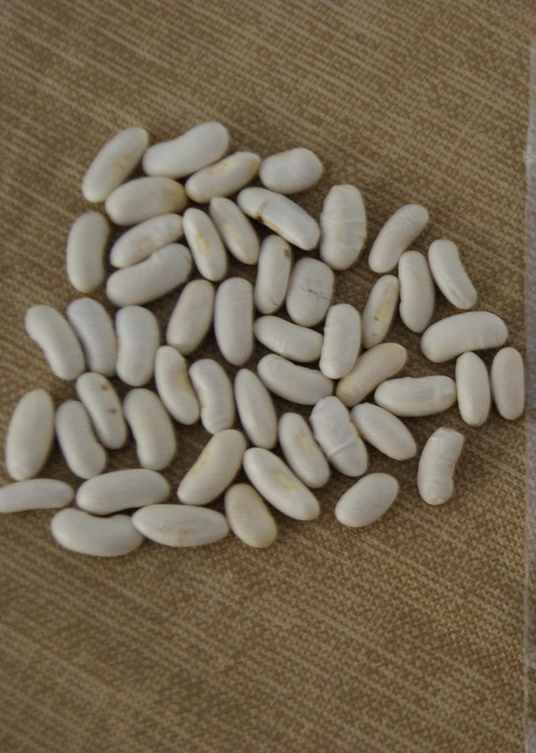 Blue Lake Bush 274 Green Bean 1/4 lb. Heirloom Heavy‑Yielding Crisp Texture