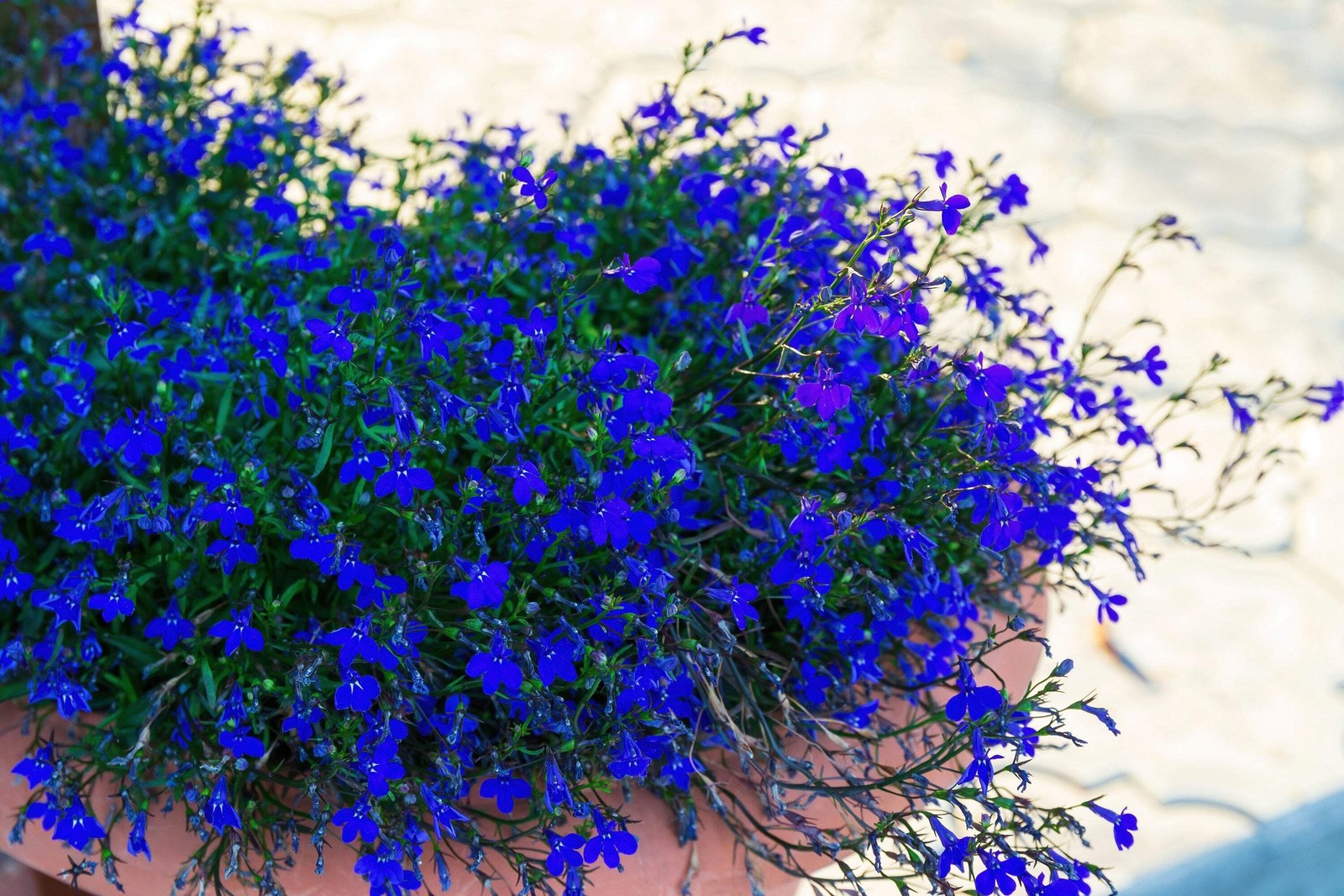 200 Electric Blue LOBELIA MONSOON Flower Seeds *Flat Shipping