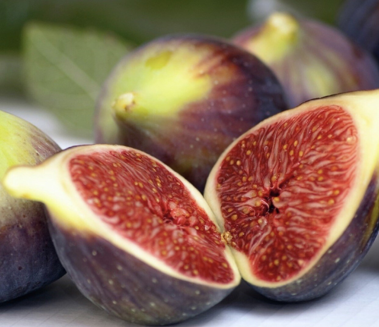 Brown Turkey Fig Tree – Air Layered, 1-2 Ft Tall, In 5 Gallon Pot