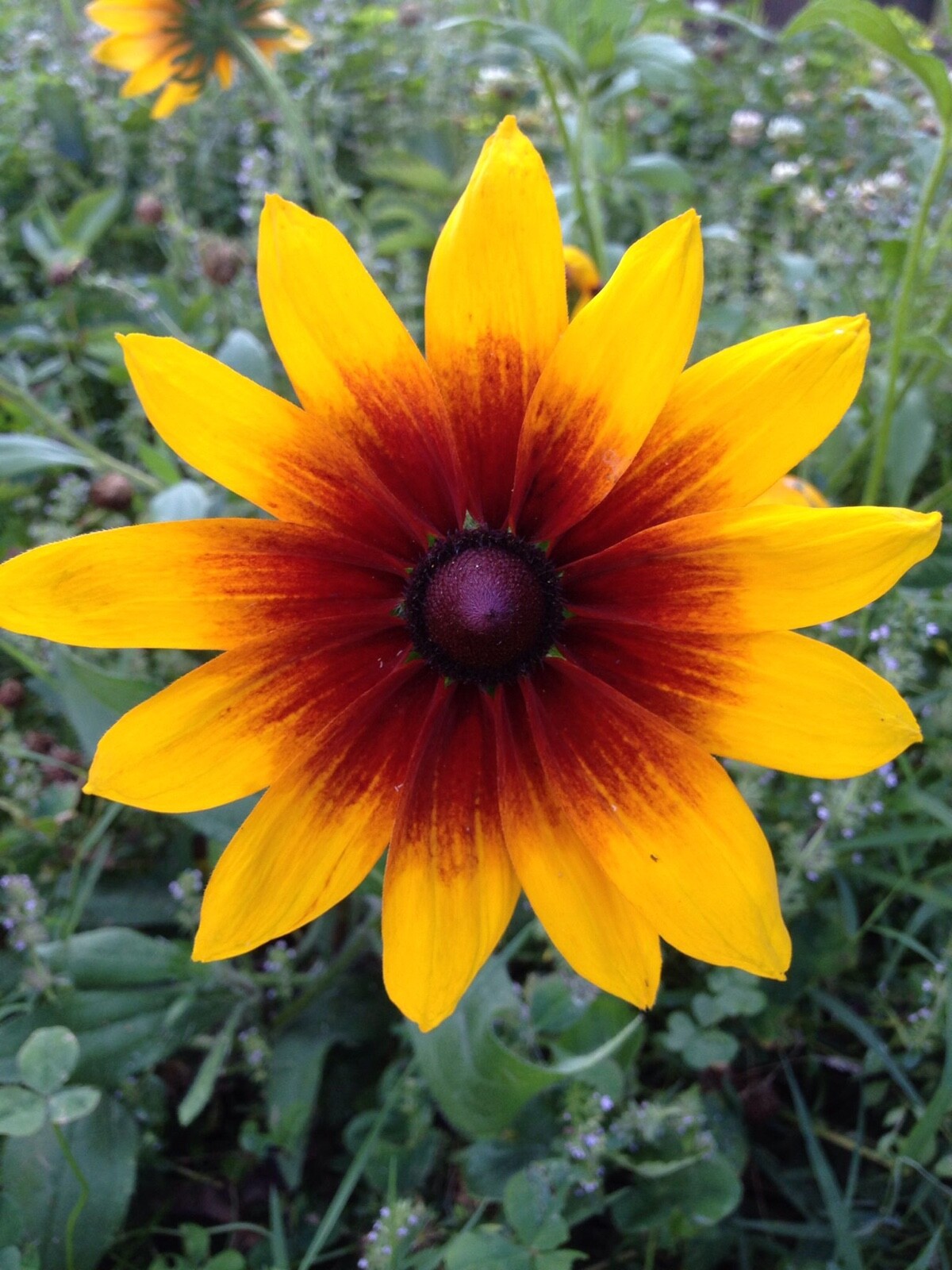 Organic Rudbeckia Hirta SEEDS~Gloriosa Daisy BlackEyed Susan~Color Variation Mix