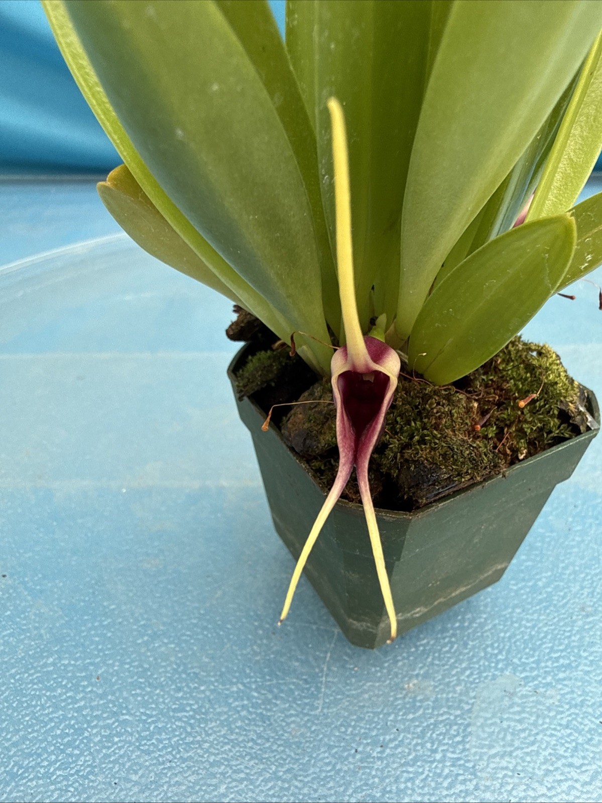 Masdevallia discoidea Cool To Intermediate Orchid Species Yellow Purple 2” Pot