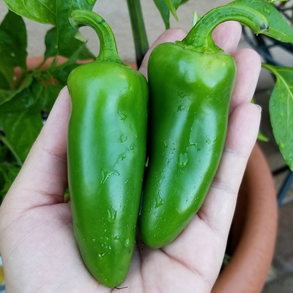 Mucho Nacho Jalapeno Pepper – 10 Seeds