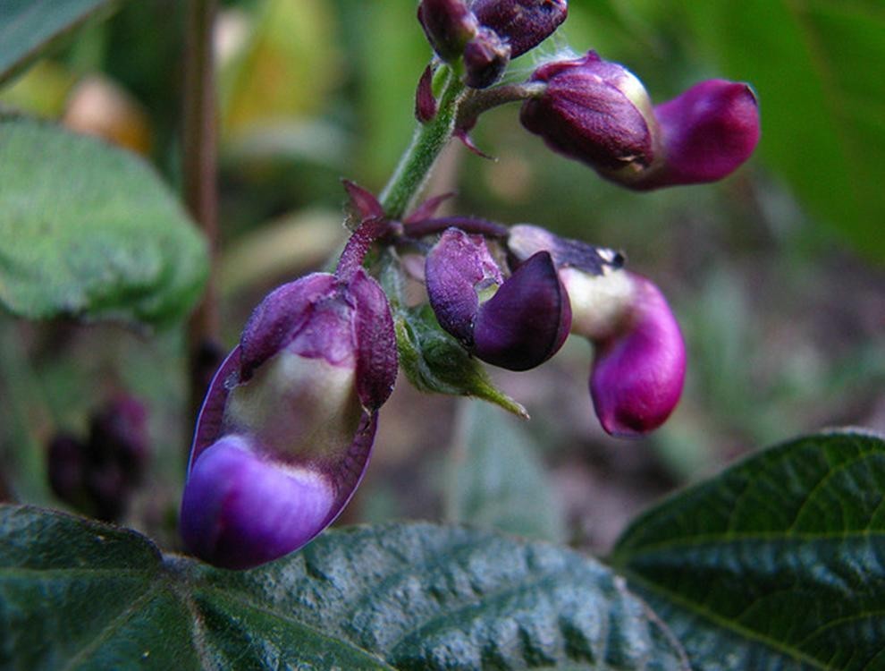 ROYAL BURGUNDY BUSH Bean Seeds, Heirloom Seeds – NON GMO, Every kids favorite.