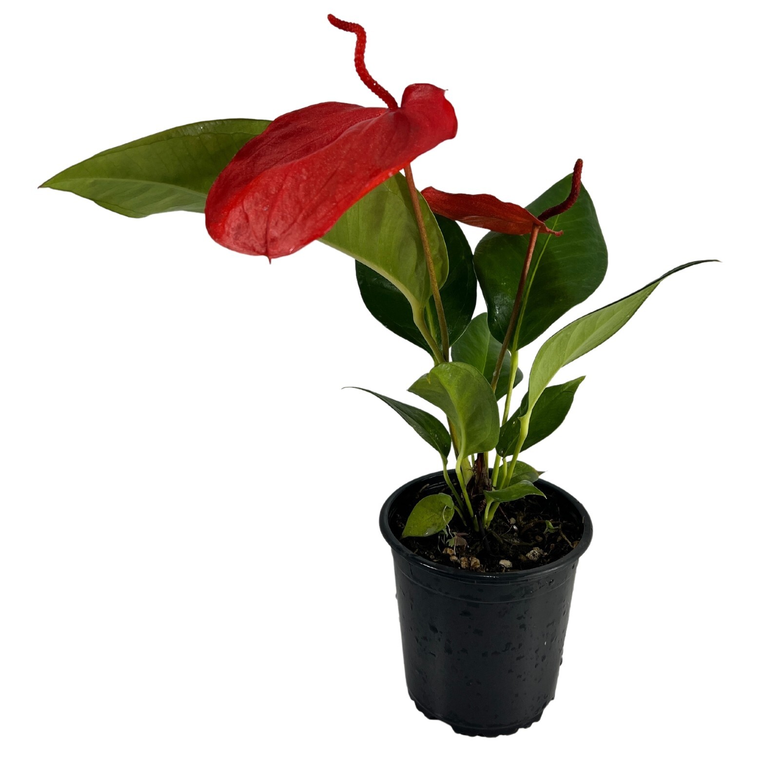 Anthurium Scherzerianum Dark Pink by LEAL PLANTS ECUADOR| Green Live House Plant