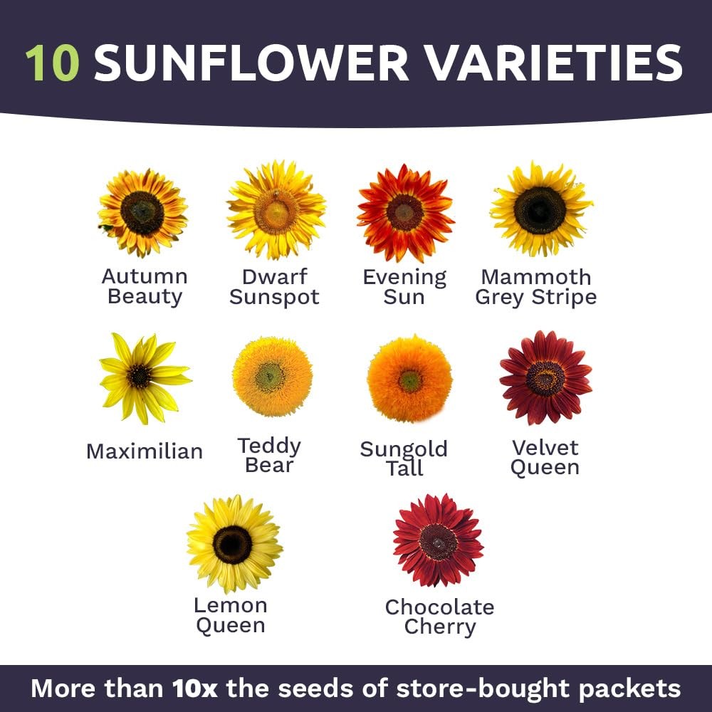 Bulk Sunflower Seeds – Variety Mix 10 Types of Beautiful Sunflowers – 1/4 Pou…