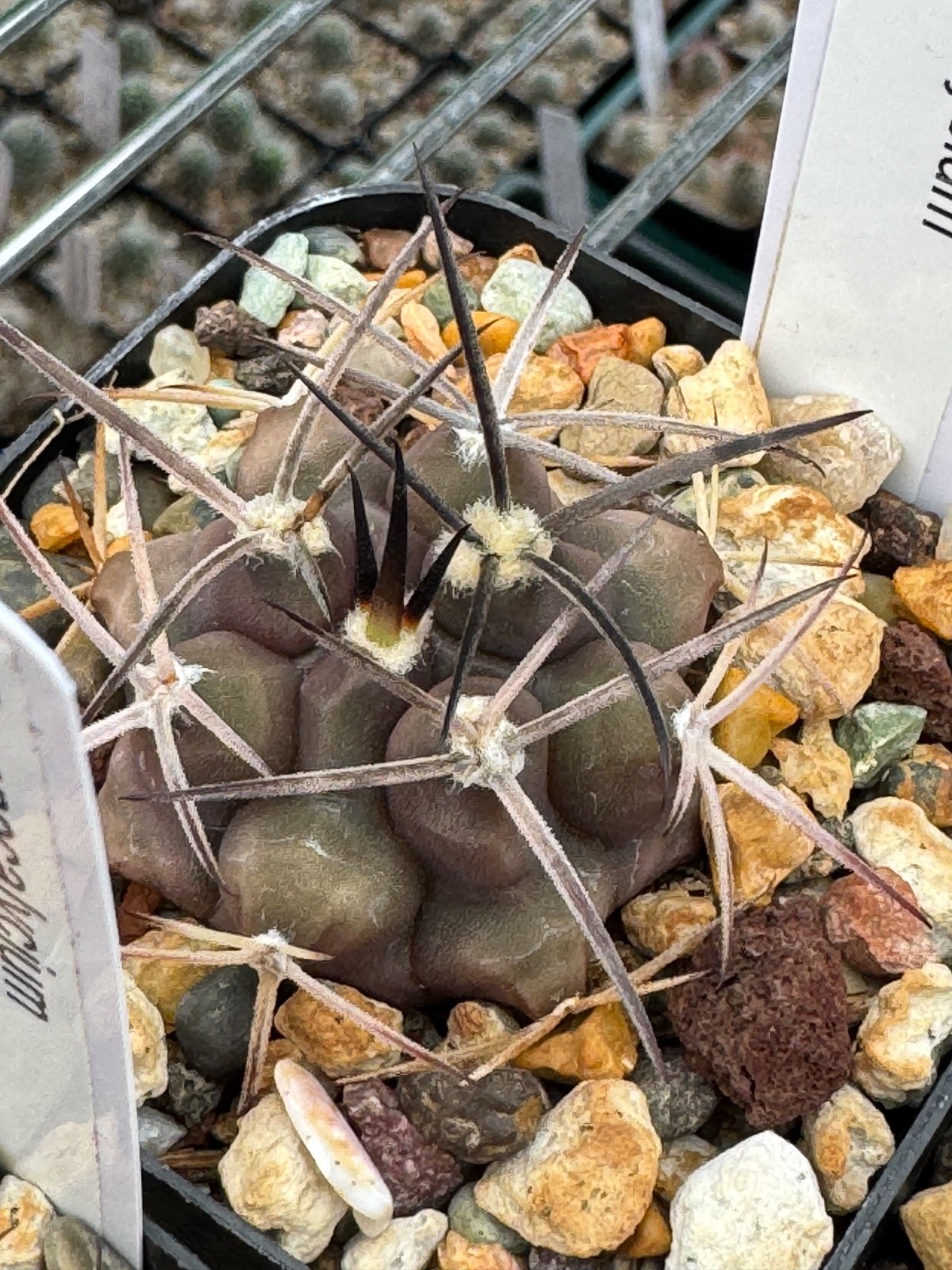 Gymnocalycium delaetii Dark Form Rare Cactus Plant