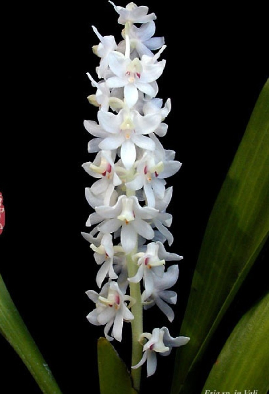 Eria Hyacinthodes Fragrant Orchid White Live Potted Plant