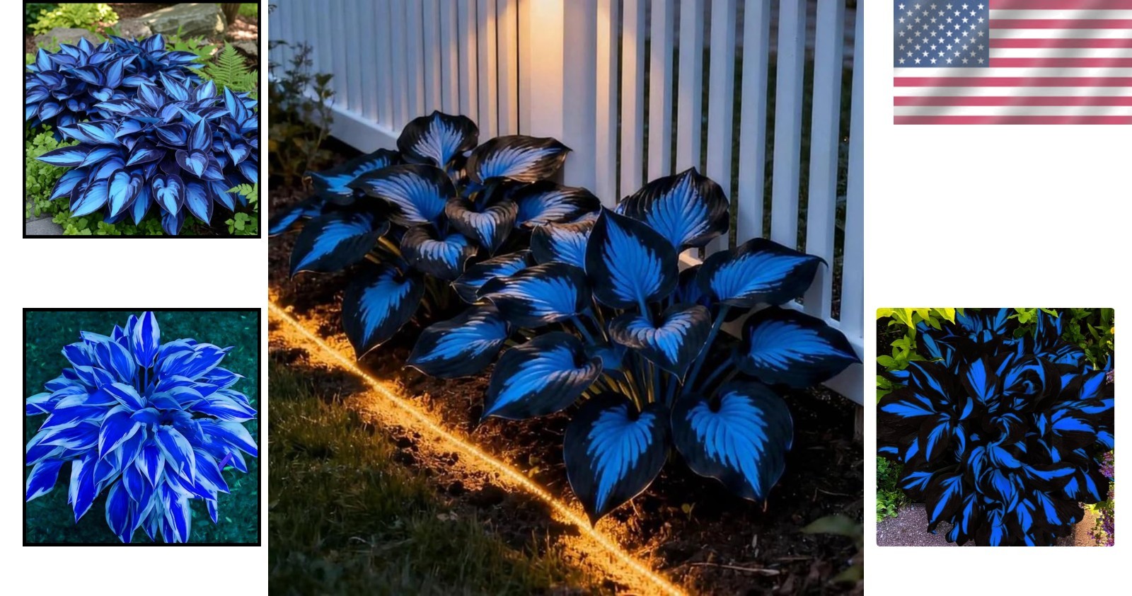 Rare Mixed Color Hosta Seeds – 220+ Plants to Attract Pollinators in Your Garden