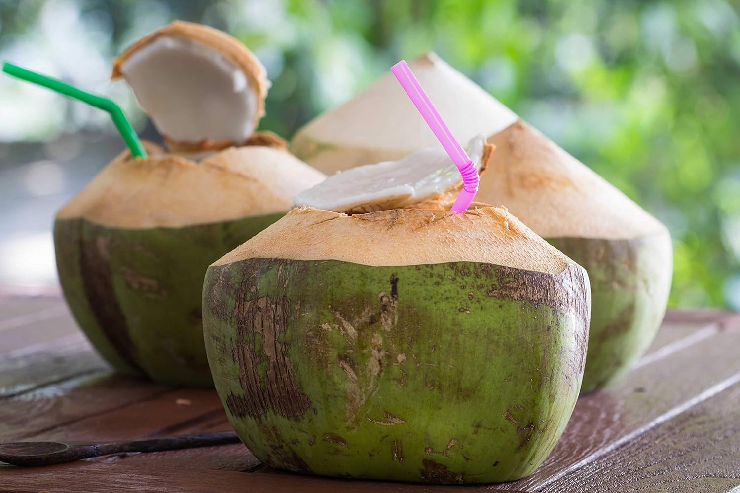 LIVE XL COCONUT PLANT Green Dwarf 1 – 3 Foot Cocos nucifera palm edible fruit