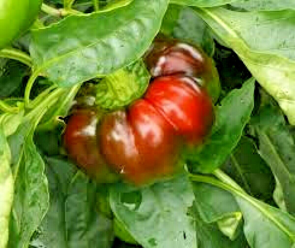 100+PIMENTO Sweet PEPPER Seeds Organic Summer Vegetable Garden Container Easy