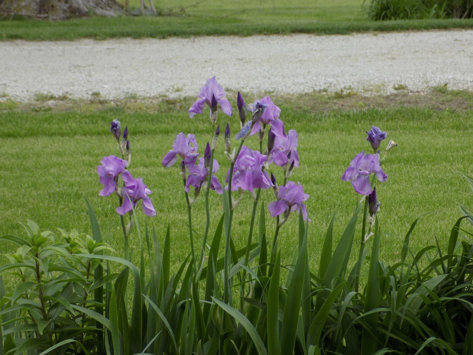 Lot of 2 Lavender Irises– WOW! GORGEOUS! & CHEAP!!!