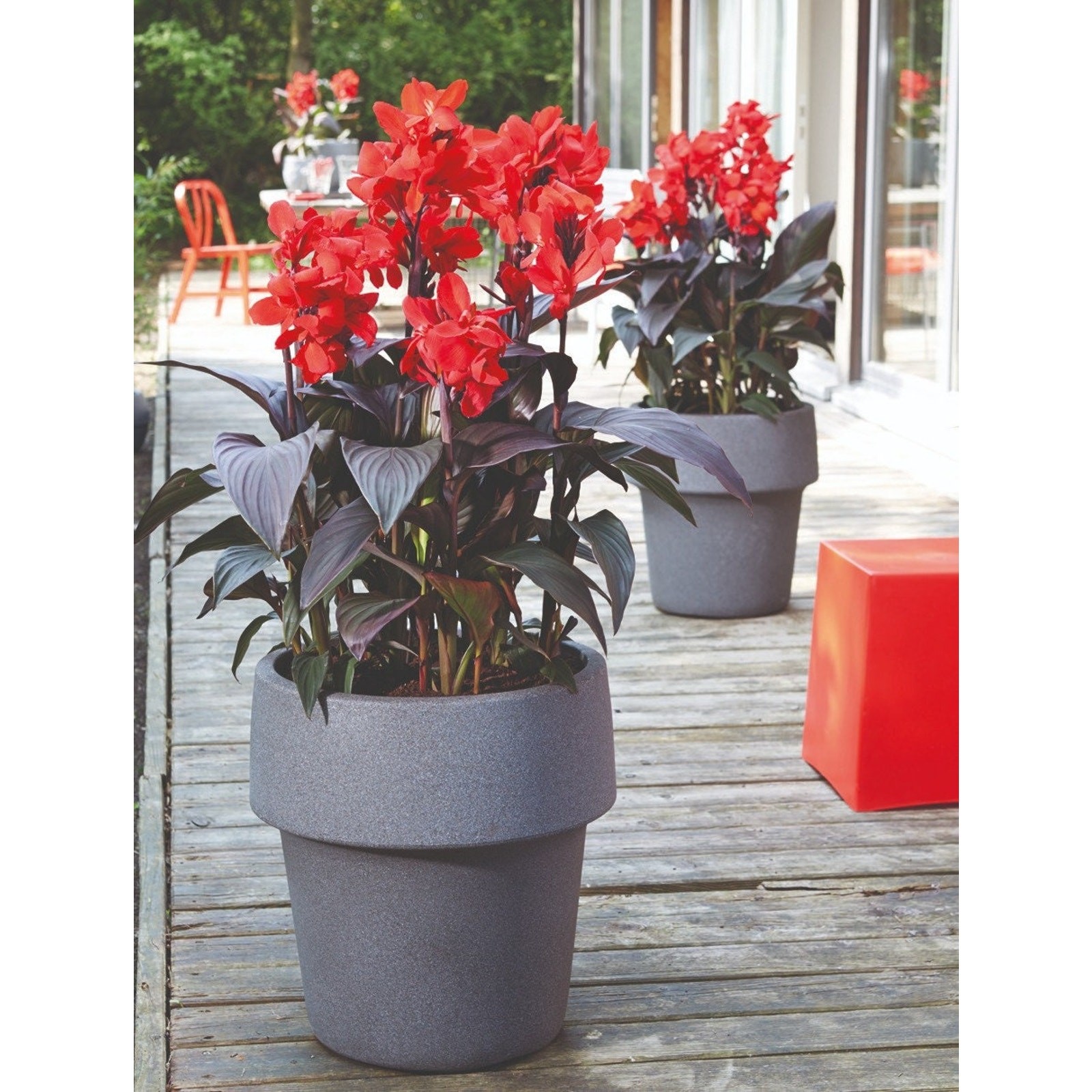 Canna Tall Tropicanna Black Lily Bulbs Red Flowering Baring Root For Planting