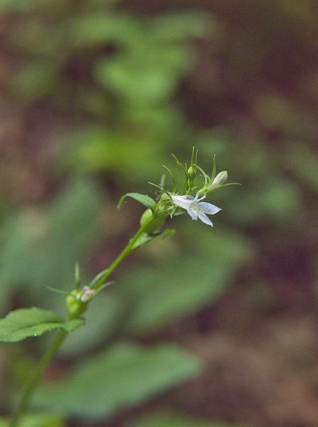 Lobelia inflata | Indian Tobacco | Puke Weed | 100 Seeds