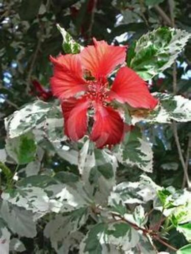 SNOW QUEEN Tropical Hibiscus Plant Variegated Green White Leaves and Red Flower