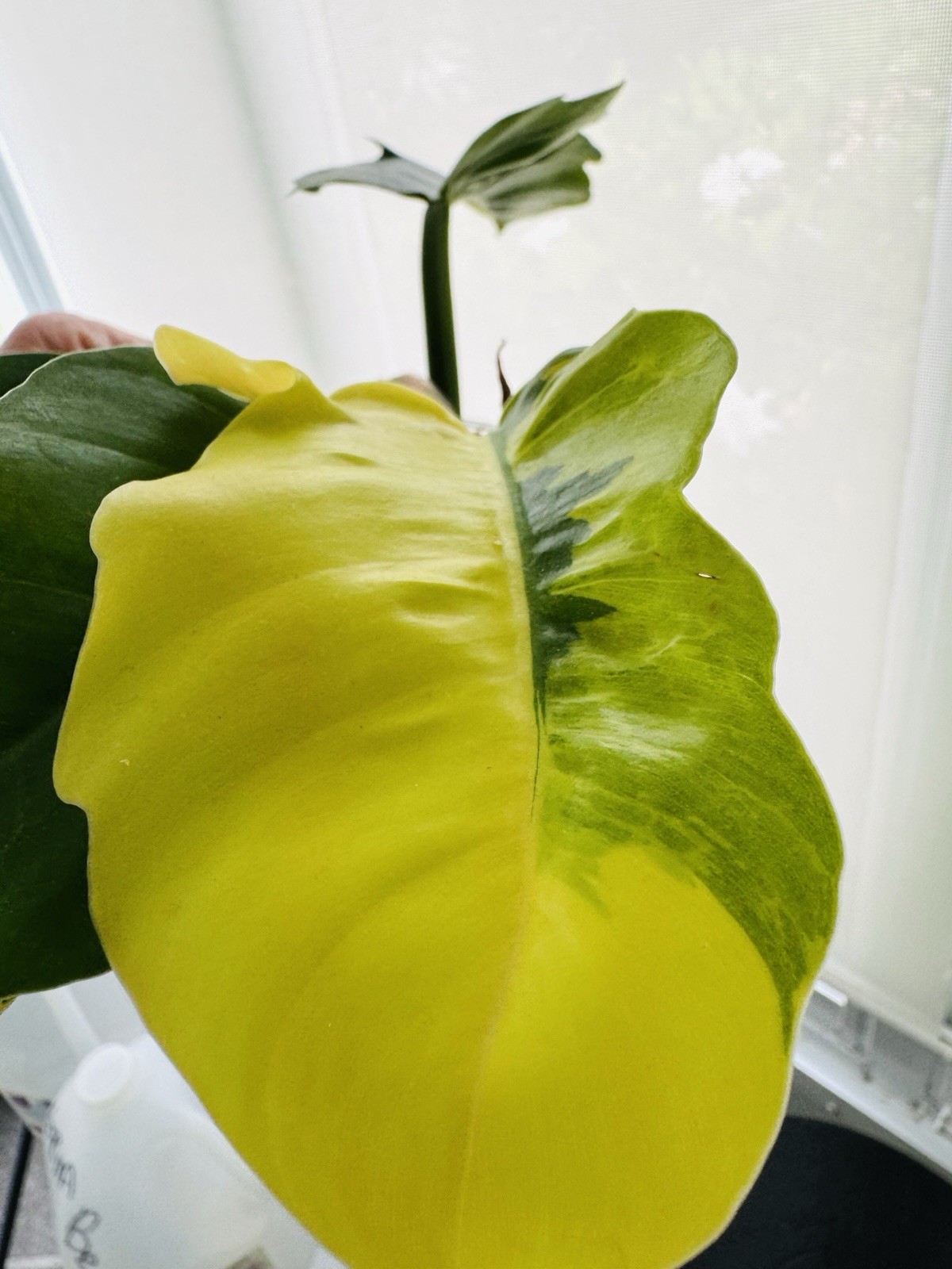 RARE Variegated Philodendron Golden Saw 5” — Hurry, only one available