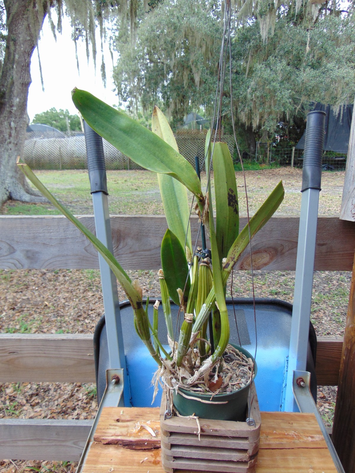 Cattleya mossiae var. coerulea FLOWERS 6″ pot SPECIES LARGE PLANT 6/15/26
