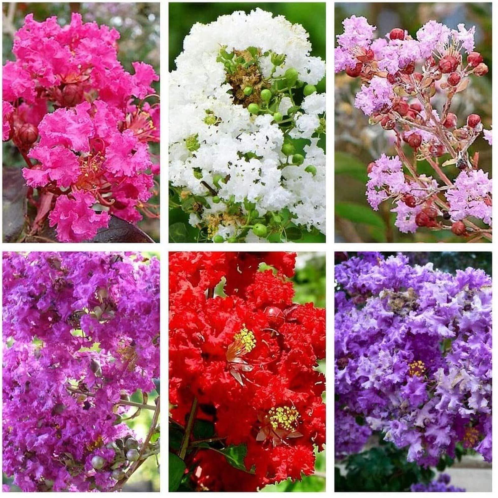 HOT!! – 50 Mixed Crepe Myrtle Lagerstroemia Tree Shrub Crape Red Pink Purple Flo
