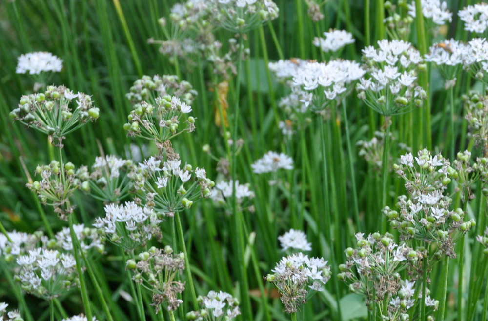 100+ Garlic Chives Seeds