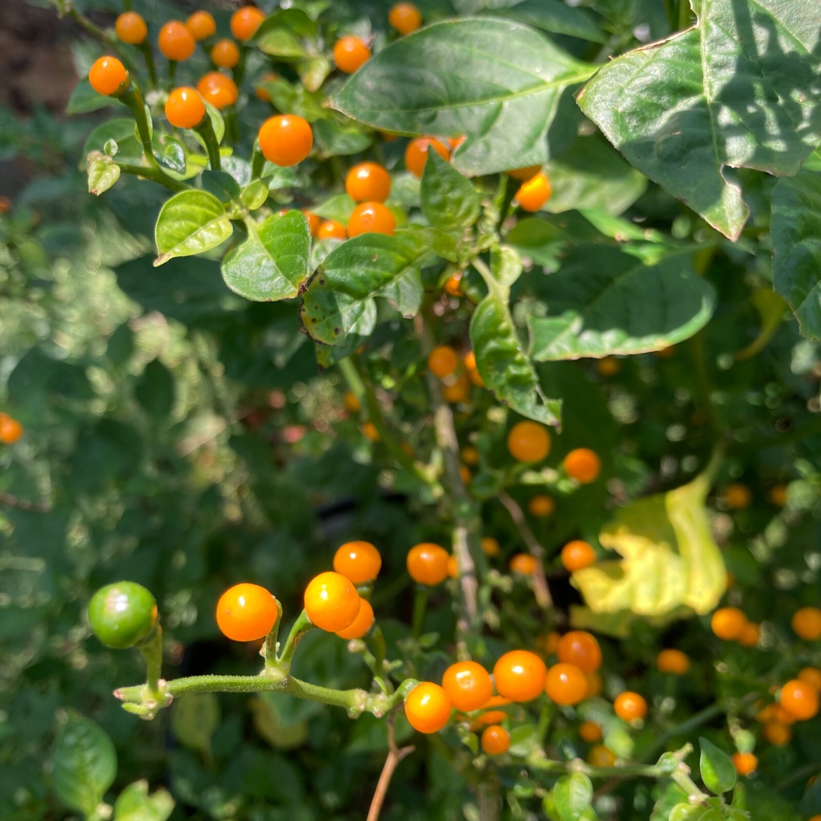 10+ Aji Charapita Pepper Seeds | Hot, exotic chili, chile | Naturally Grown