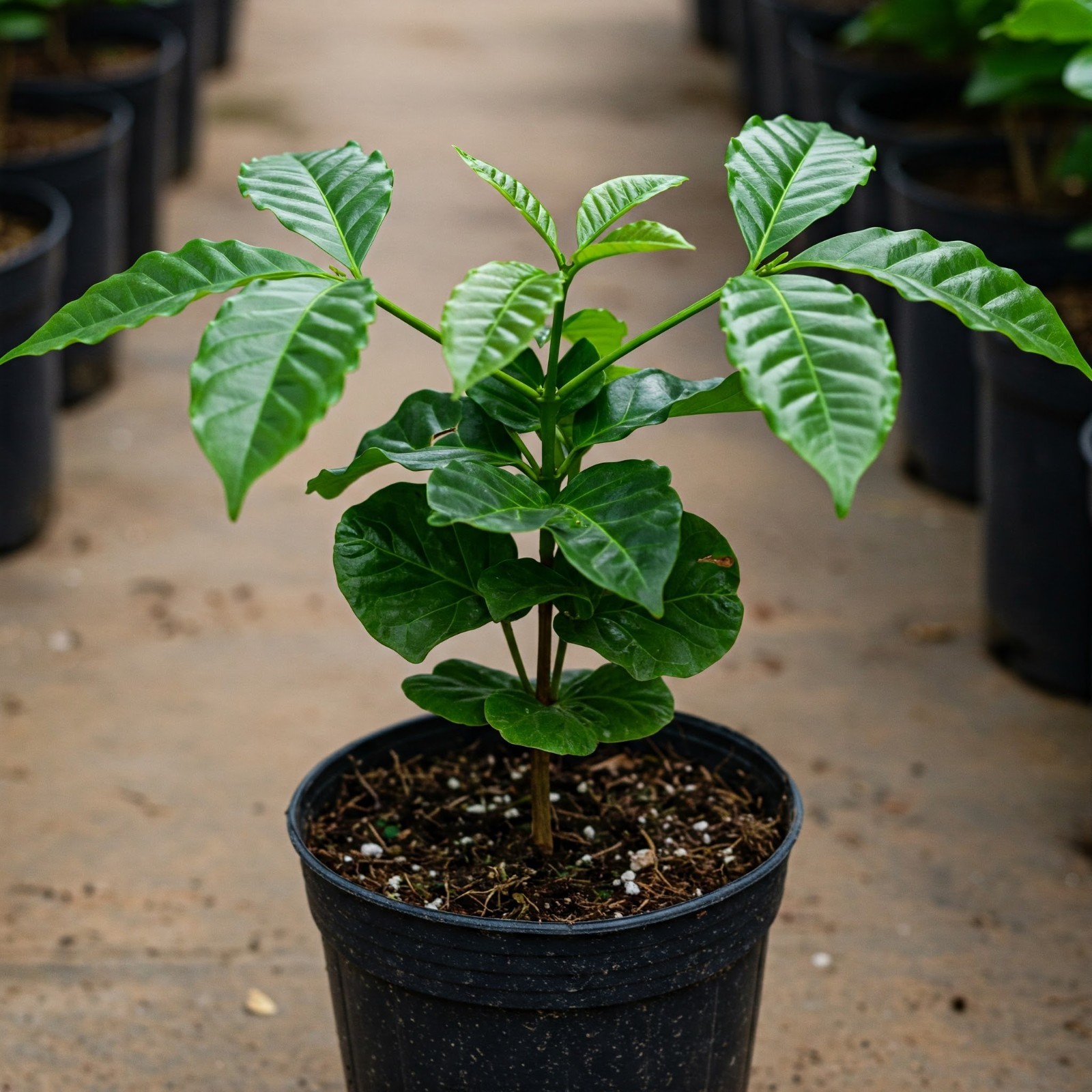 Arabica Coffee Plant Coffea Arabica Live Houseplant 4″ Pot Air Purifying Fragran