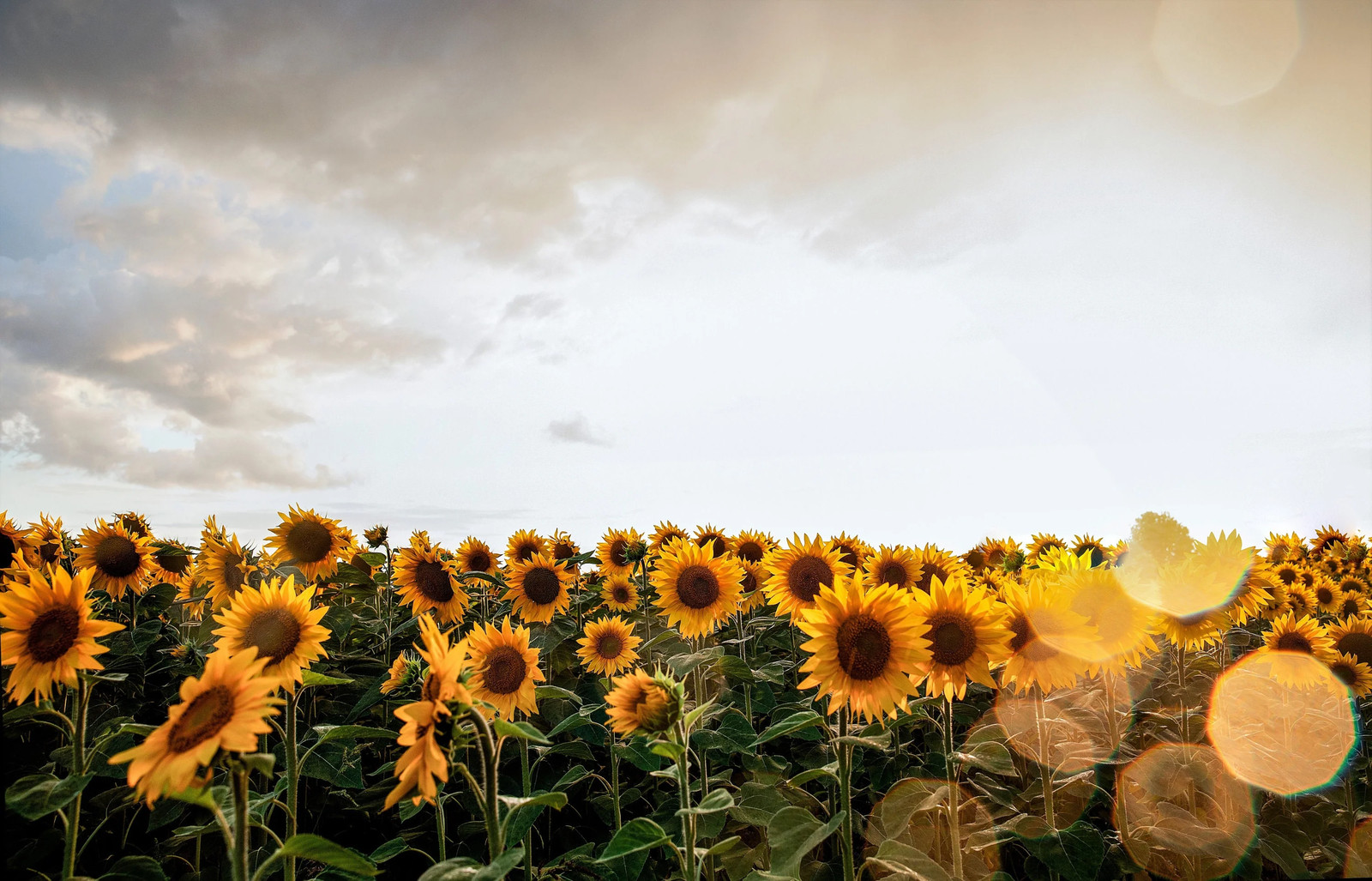 100 PEREDOVIK SUNFLOWER Helianthus Annuus Black Oilseed Yellow Flower Seeds