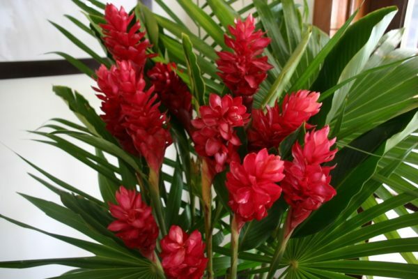 Hawaiian Red Ginger Alpinia Purpurata Starter Plant 6 to 10 In. Tall NO BLOOM