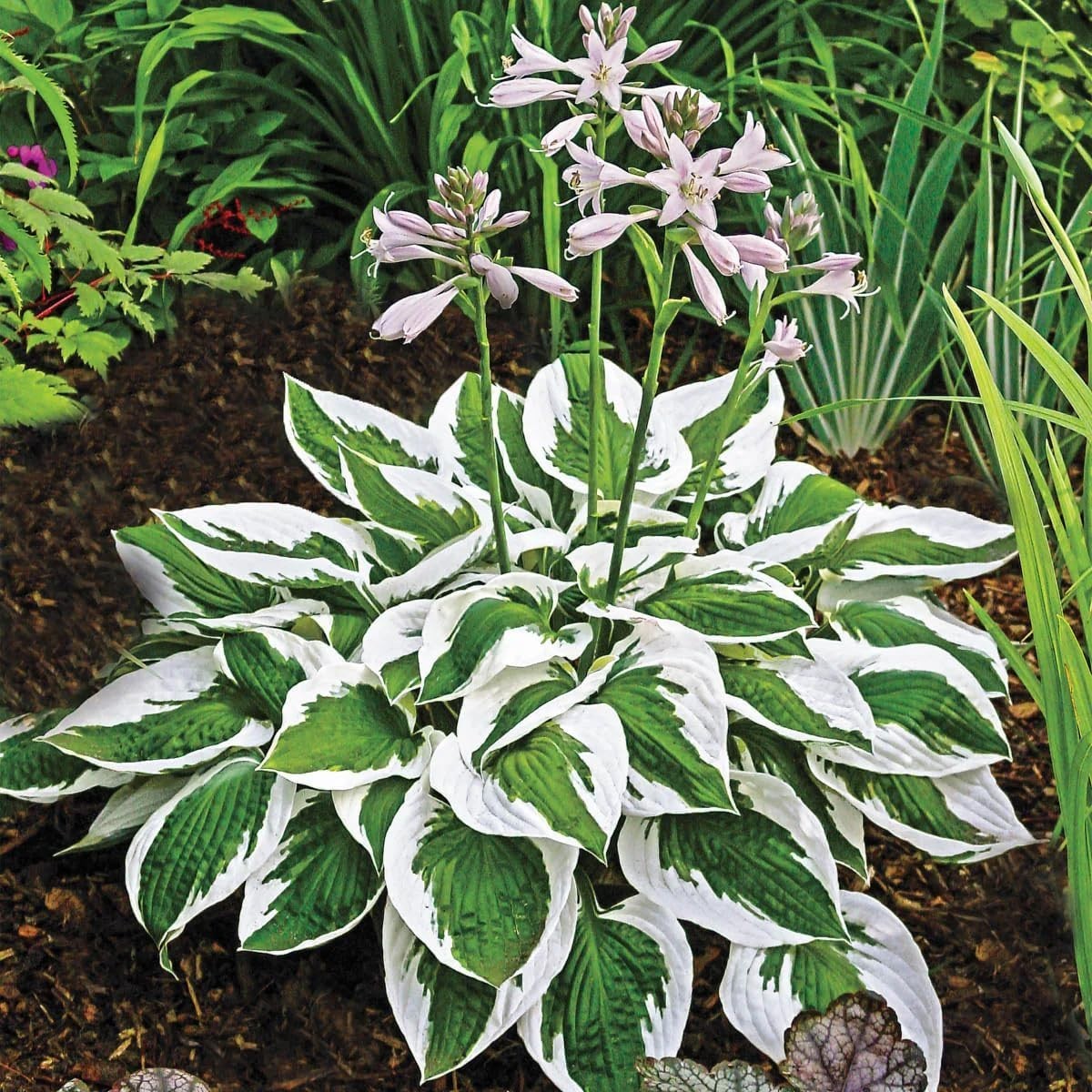 310+ Mixed Color Hosta Seeds for Planting – Hostas Seeds Rare Perennial, Flower
