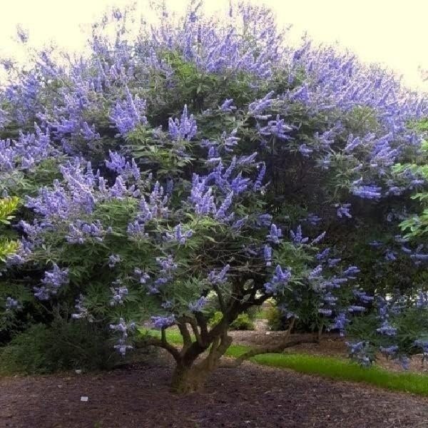 Chaste Tree | 2 Inch | Vitex agnus-castus | Low Maintenance | Purple Flowers