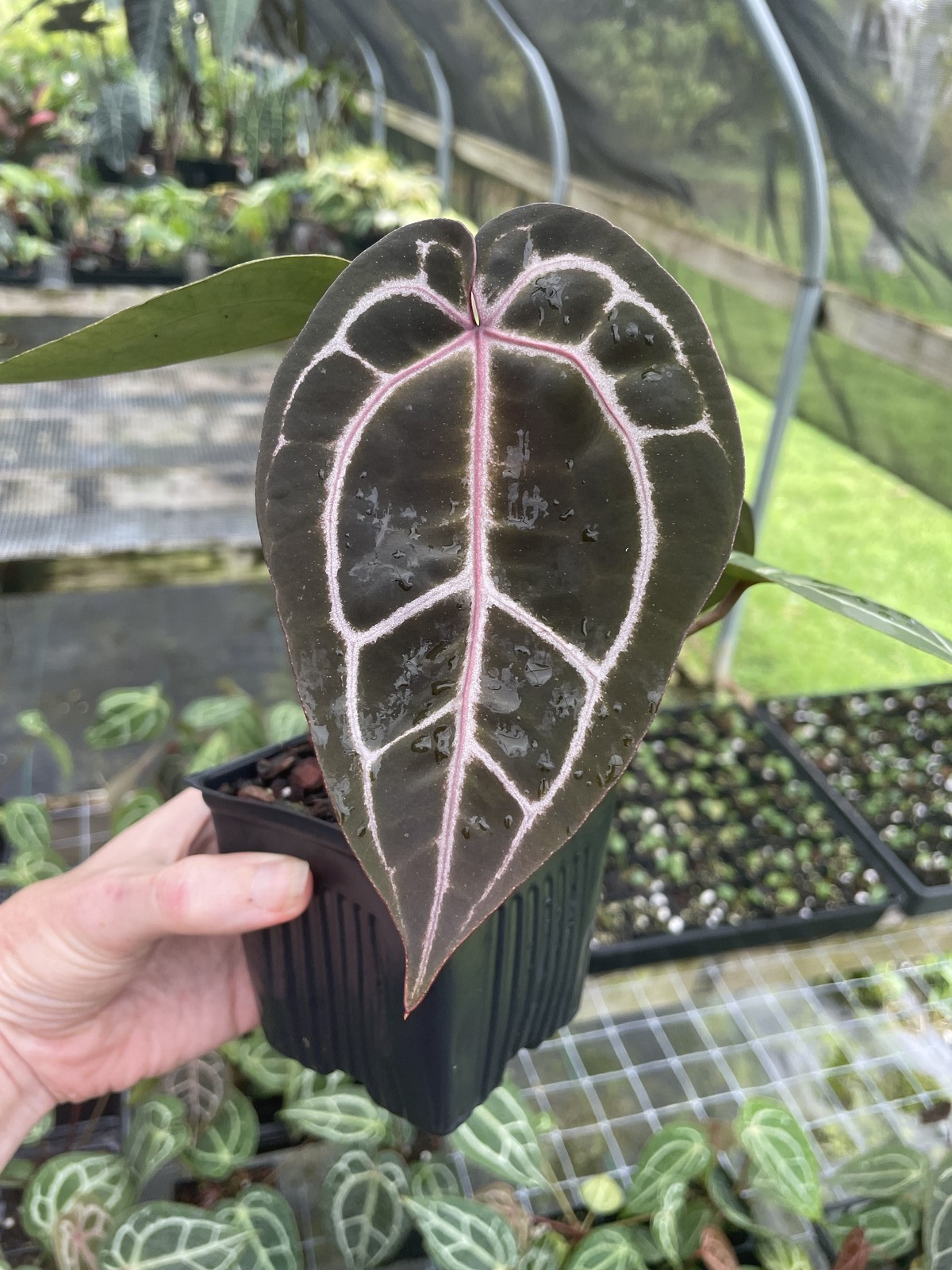Anthurium Red Crystallinum Doc Block 4″ pot, Fedex 2day*