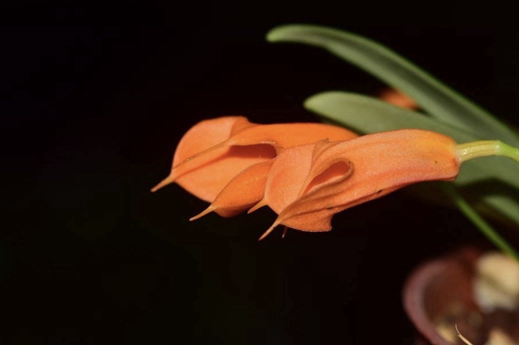 Masdevallia morochoi Miniature Orchid Species Bloom Size
