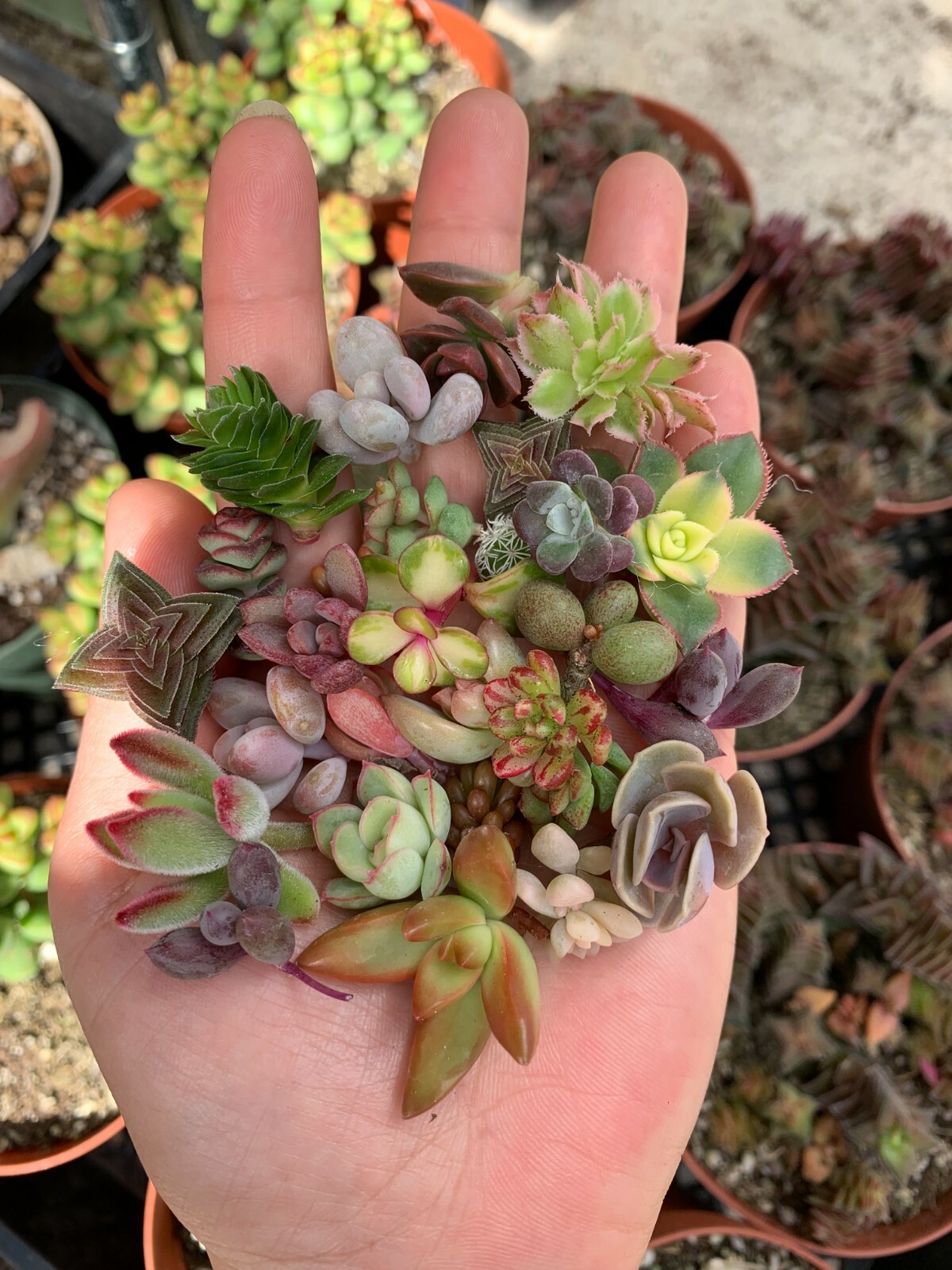 10 unrooted Colorful Succulent Cuttings (10 different varieties)