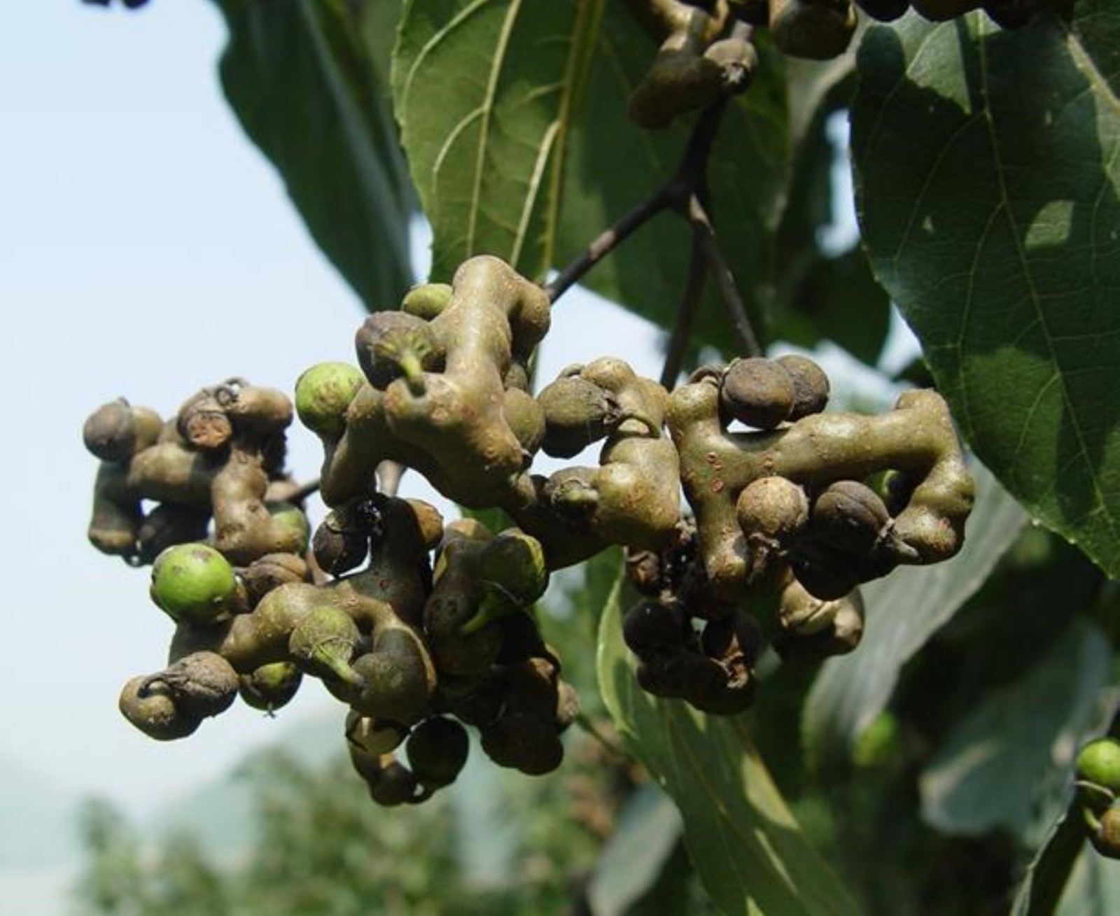 8-12″ tall Japanese Raisin Tree (Hovenia dulcis) plant