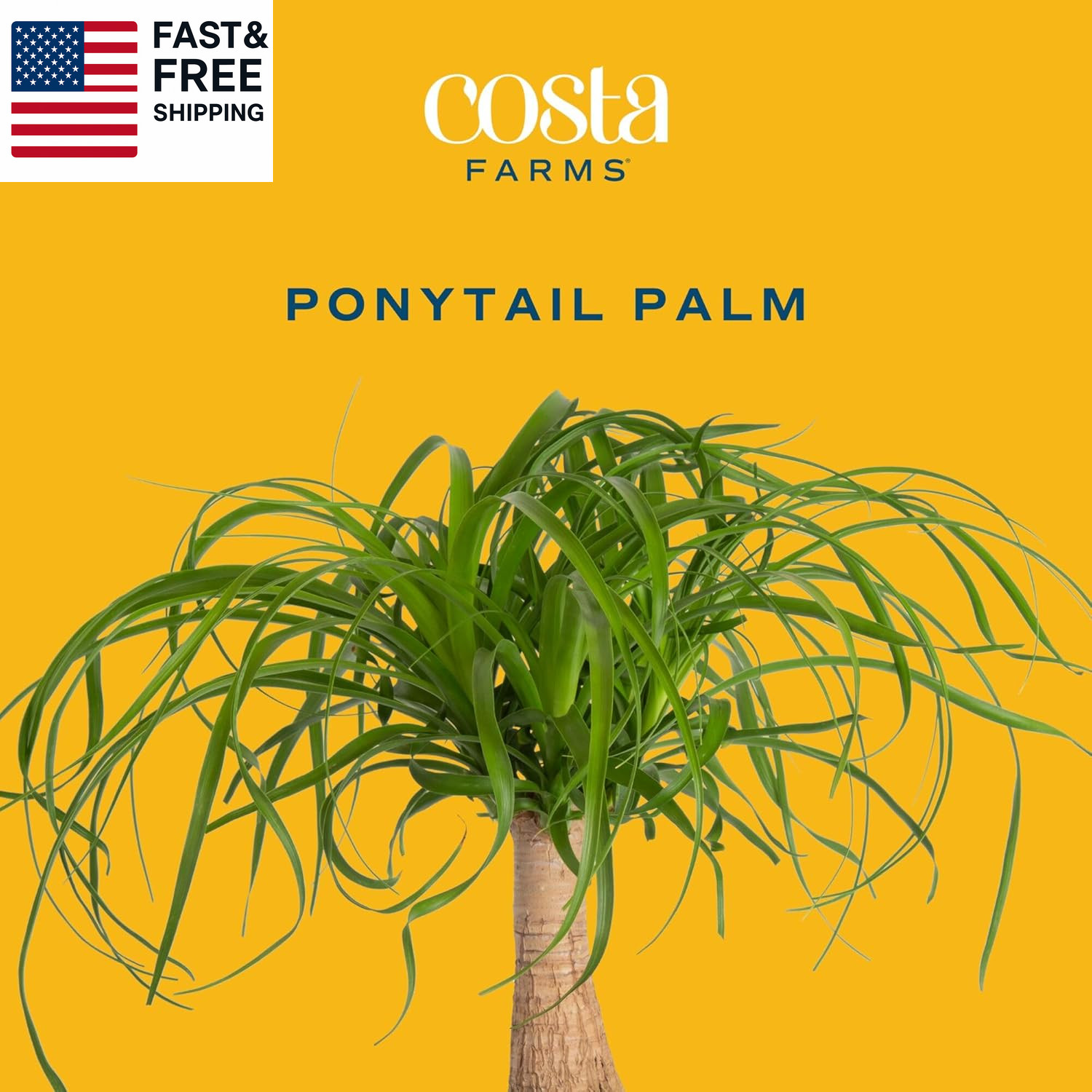 Ponytail Palm Live Plant in Decorative Pot, Easy to Maintain Indoor Houseplant,