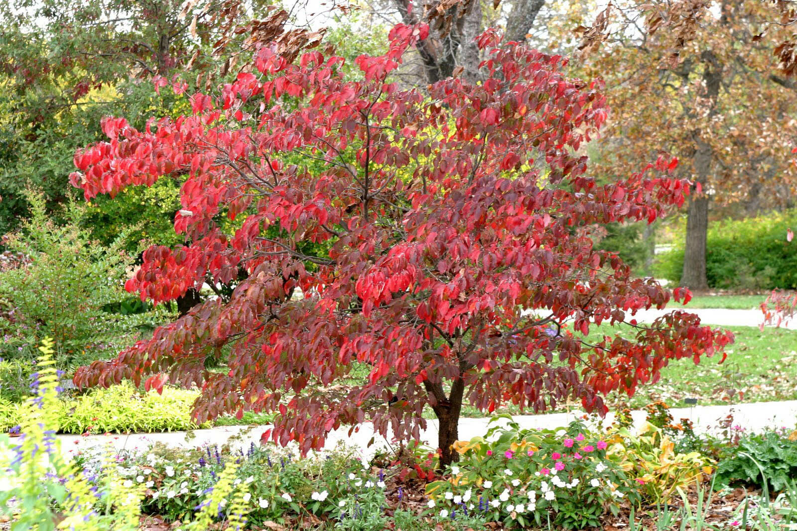White Flowering Dogwood, Cornus florida, Tree Seeds