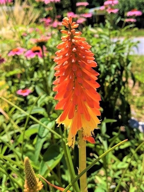 Red Hot Poker Plant “Kniphofia Flamenco” – 2 Plants – Perennial