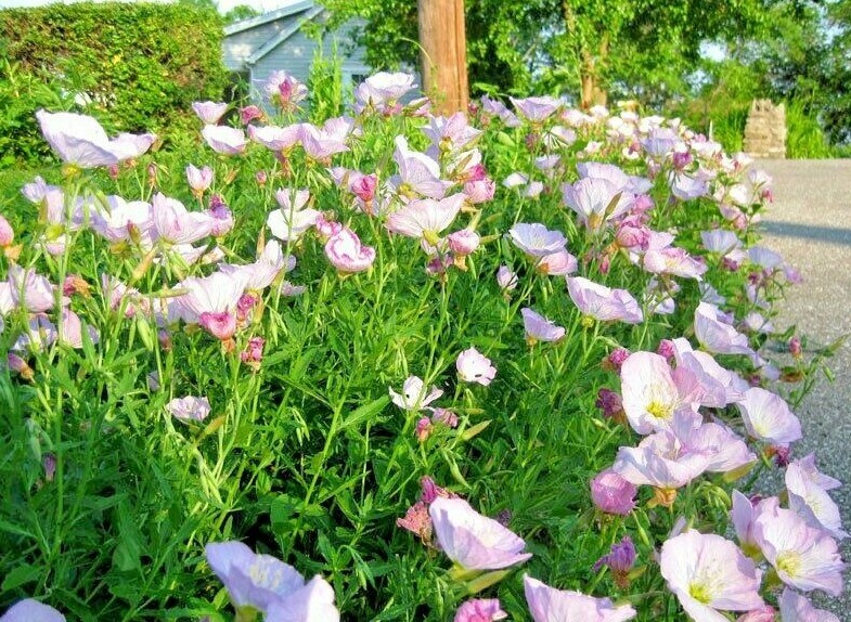 501+SHOWY Mexican EVENING PRIMROSE Seeds Groundcover Container Flower Garden