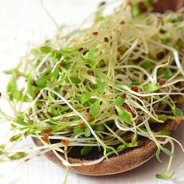 True Alfalfa Sprout Seeds | Microgreens Salad Green Lettuce Leaf Crop Seed 2024