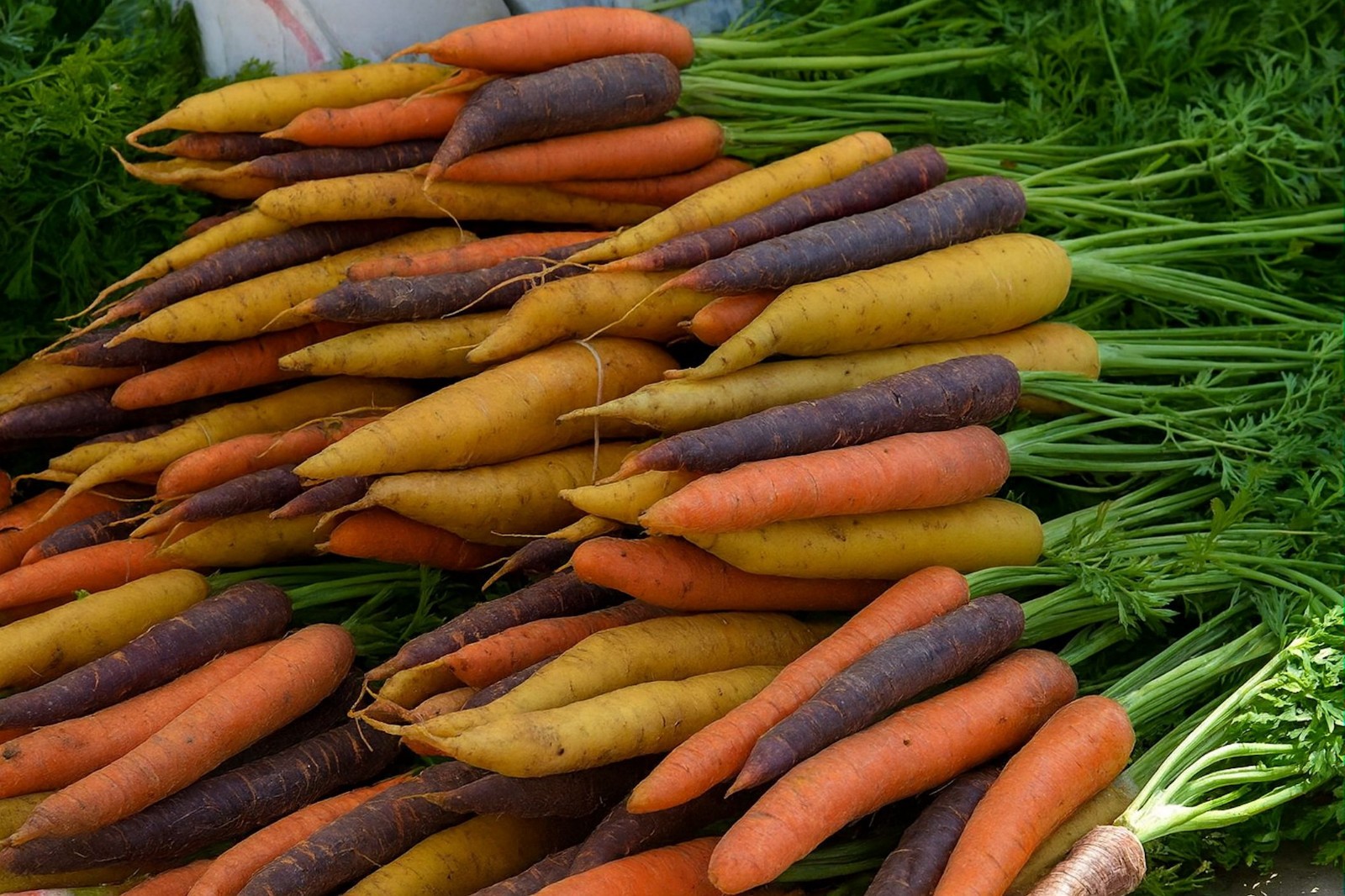 100 Heirloom Rainbow Carrot Seeds