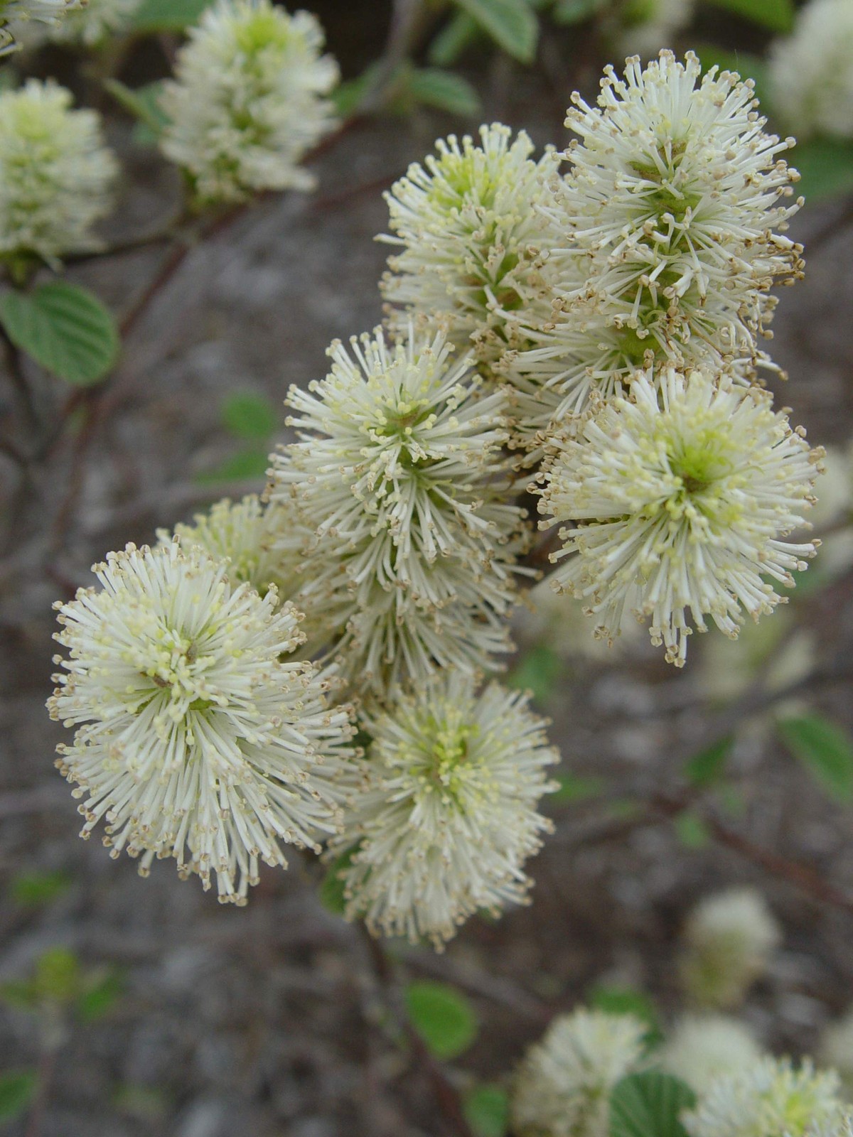 Green Promise Farms Fothergilla Major Mt. Airy Fothergilla Shrub White Flowers