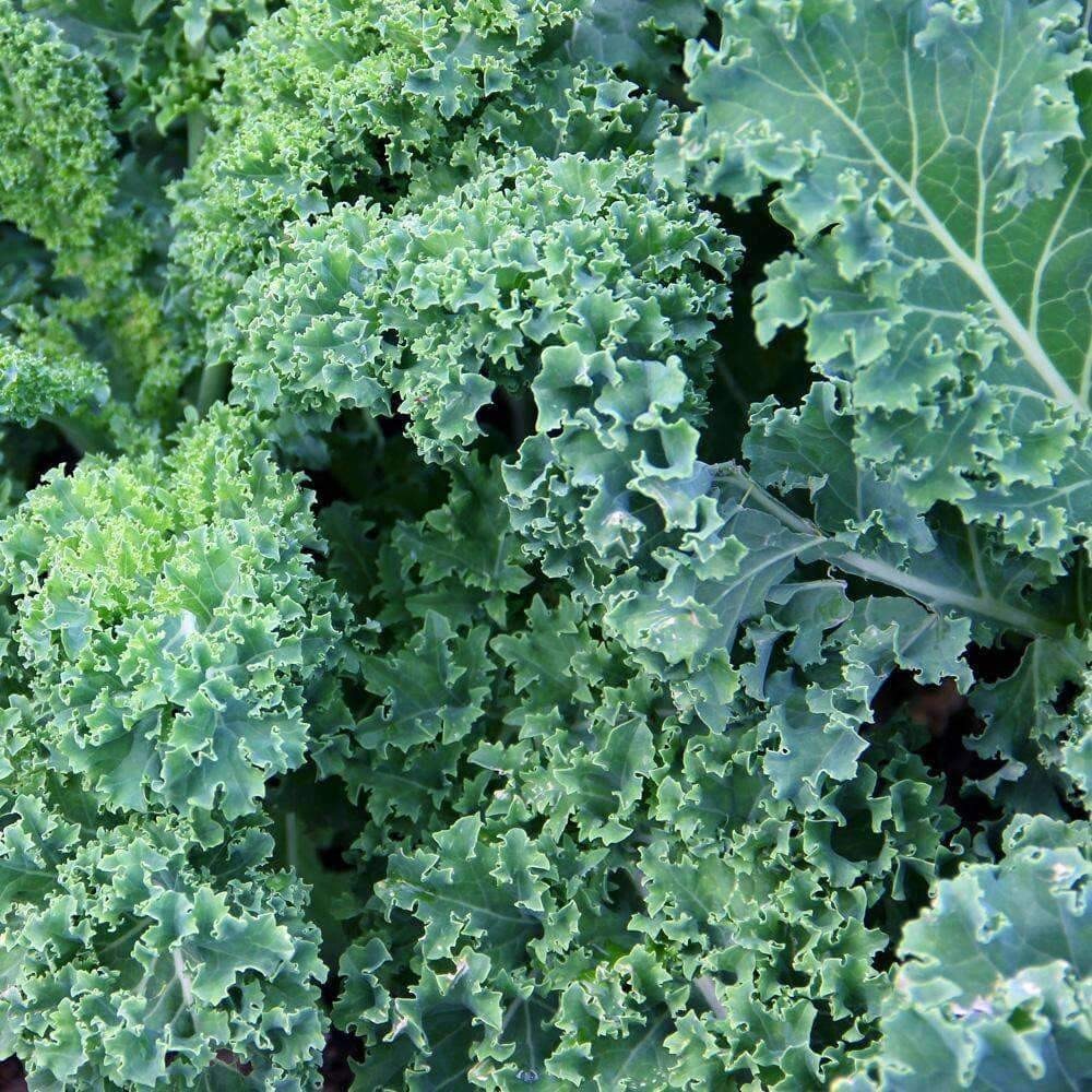 Dwarf Blue Curled Scotch Kale Seeds | Non-GMO | Heirloom | Fresh Garden Seeds