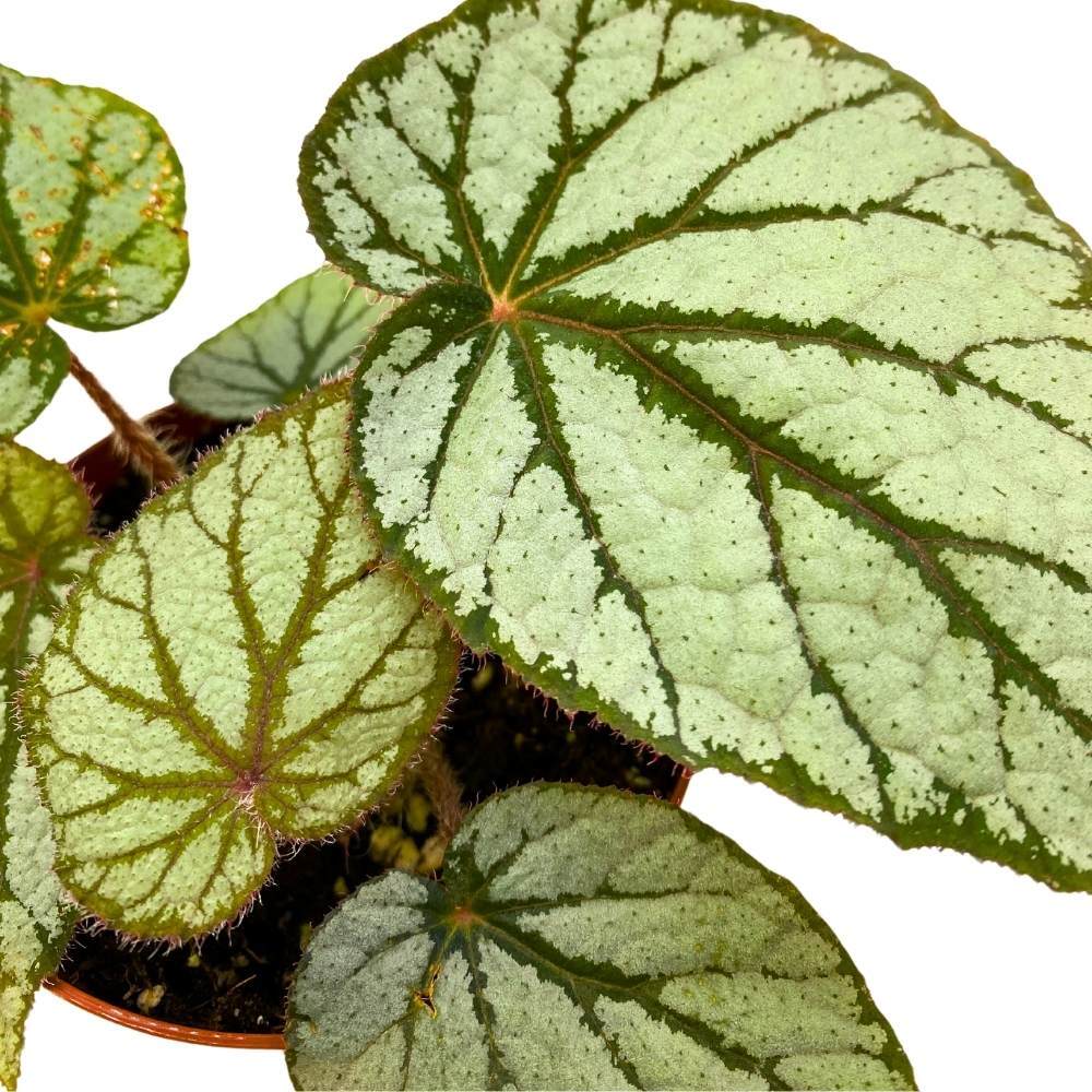 Begonia U400, 4 inch Rhizomatous Rhizo Light Gray Dark Green Veins
